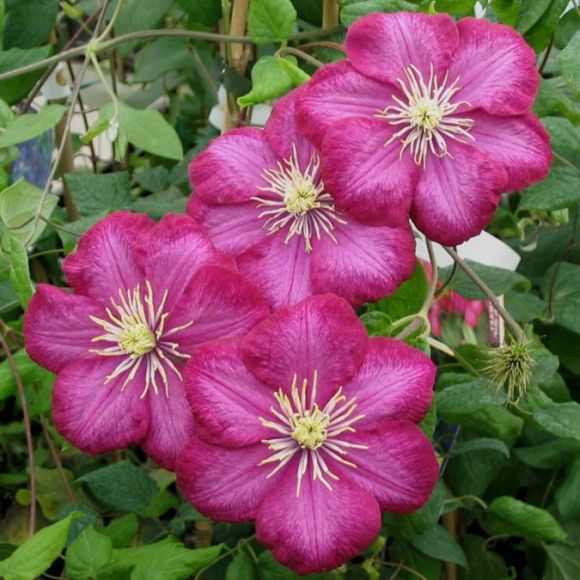 Clematis viticella 'Ville de Lyon'